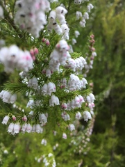 Erica lusitanica