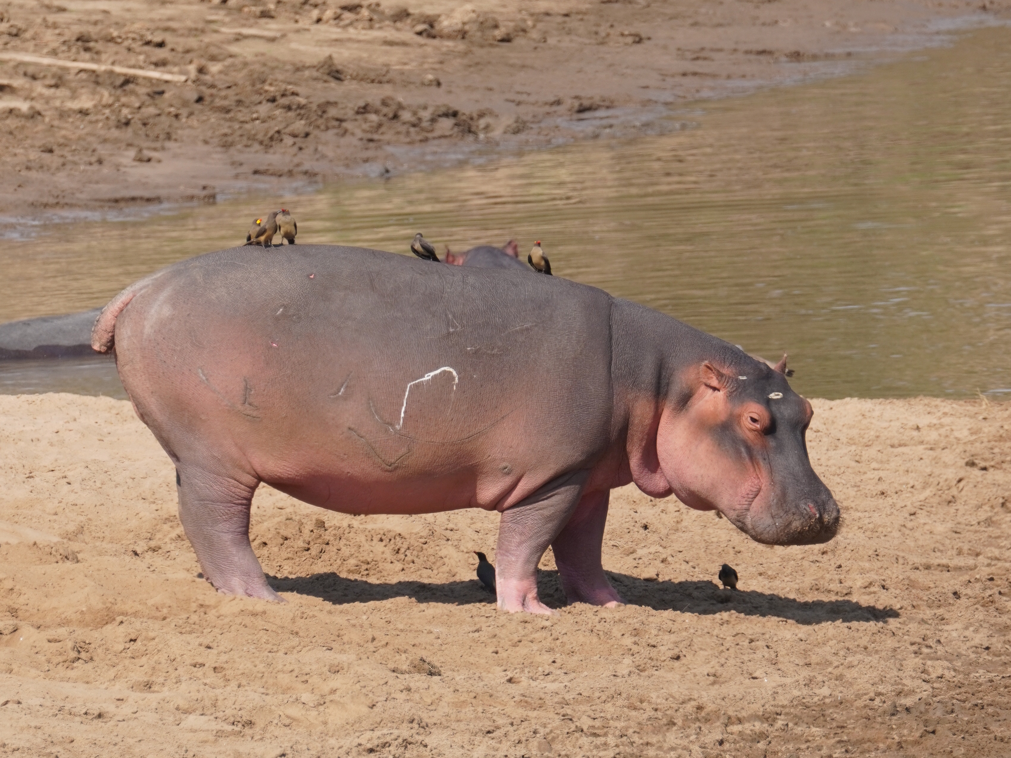 カバ (Hippopotamus amphibius) · iNaturalist