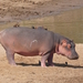 Common Hippopotamus - Photo (c) Michael Barth, some rights reserved (CC BY-NC), uploaded by Michael Barth