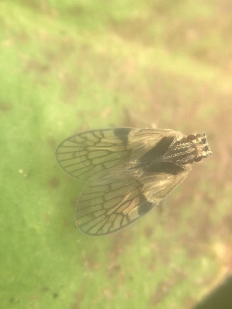 Bothriocera cacus