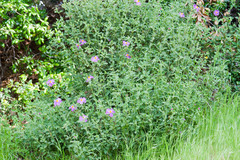 Cistus
