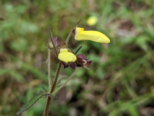 Calceolaria tripartita (Calceolaria tripartita)