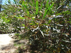 Acacia longifolia longifolia