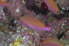 Luzonichthys waitei