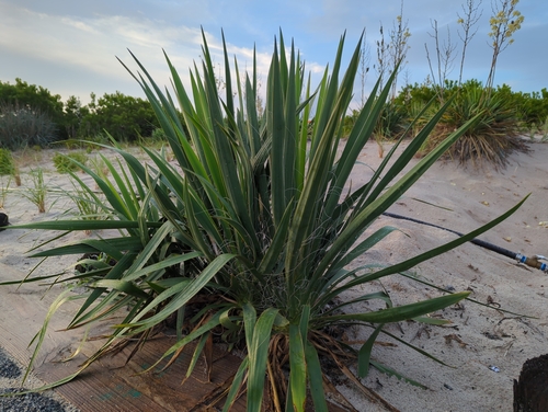 Yucca filamentosa