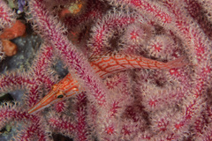 Oxycirrhites typus