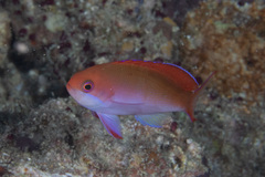 Pseudanthias cooperi