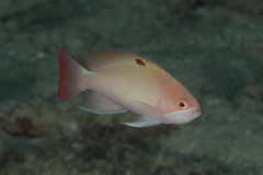 Pseudanthias hypselosoma
