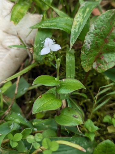 Callisia gracilis (Callisia gracilis)