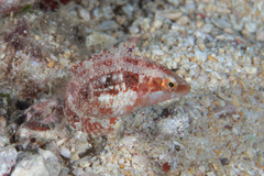 Oxycheilinus bimaculatus