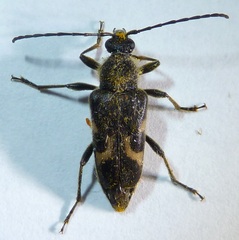 Toxoleptura vexatrix