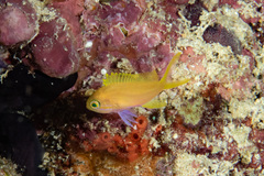 Pseudanthias pleurotaenia