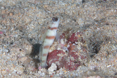 Amblyeleotris steinitzi