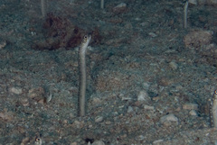 Gorgasia maculata