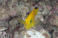 Centropyge woodheadi