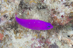 Magneta Dottyback photo 4