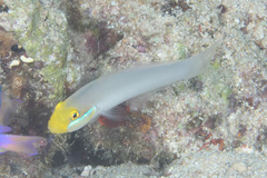 Valenciennea strigata