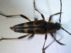 Etorofus obliteratus