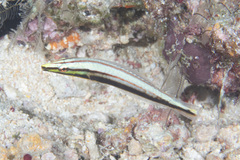 Hologymnosus doliatus