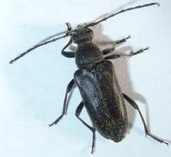 Lepturopsis dolorosa