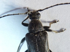 Lepturopsis dolorosa