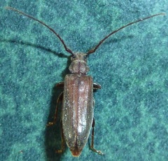 Opsimus quadrilineatus