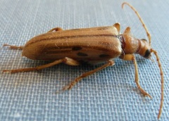 Ortholeptura valida