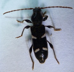 Phymatodes nitidus