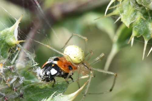 Common candy-striped spider, 3633 Vreeland, Països Baixos, photo 7 of 10