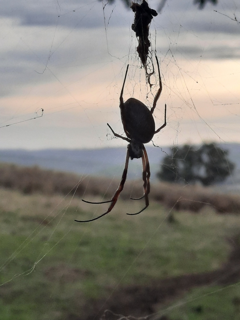 Australian Golden Orbweaver from CaveatDropmore Road on June 2, 2023