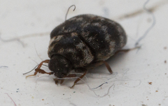 Anthrenocerus australis