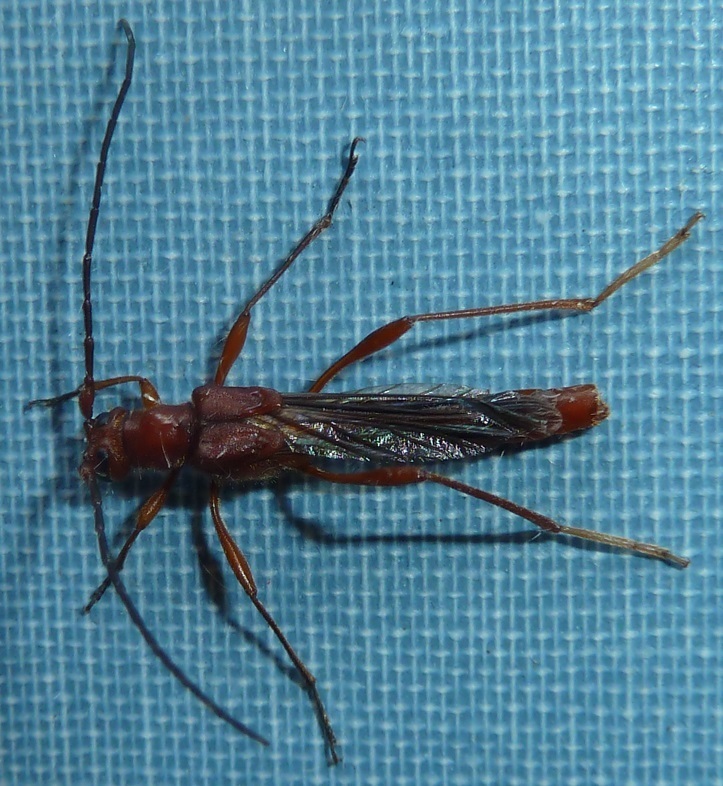 Necydalis diversicollis