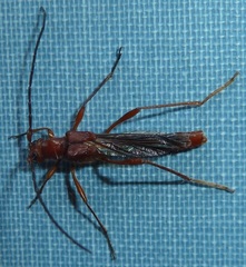 Necydalis diversicollis