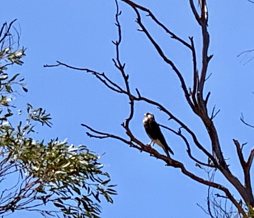 Falco berigora
