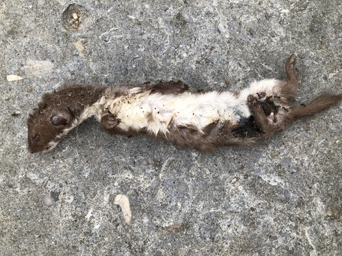 Least Weasel, Fons van der Heijdenstraat, Netersel, Brabant, NL, photo 7 of 10