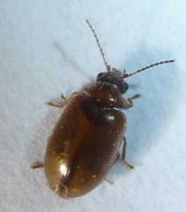 Contacyphon variabilis
