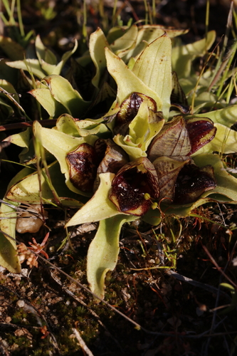Image of Satyrium pumilum by (c) Karen Eichholz, some rights reserved (CC BY)