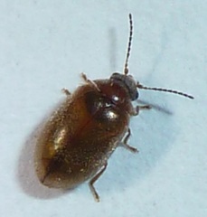 Contacyphon variabilis