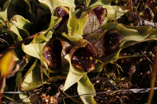 Image of Carrion-Flower Orchid (Satyrium pumilum) by (c) Karen Eichholz, some rights reserved (CC BY)