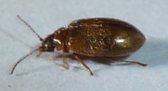Contacyphon variabilis