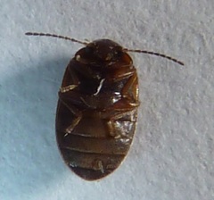 Contacyphon variabilis