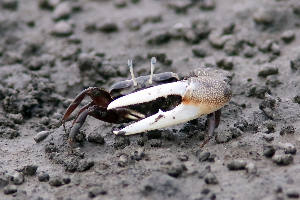 Formosan Fiddler Crab