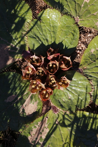 Image of Arctopus monacanthus by (c) Karen Eichholz, some rights reserved (CC BY)