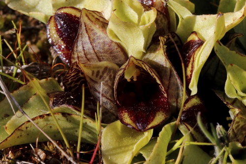 Image of Carrion-flower Orchid by (c) Karen Eichholz, some rights reserved (CC BY)