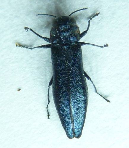 Alder borer beetle