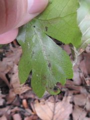 Phytomyza brunnipes