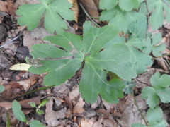 Phytomyza brunnipes