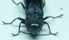 Agrilus burkei