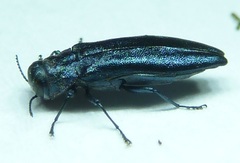 Agrilus burkei