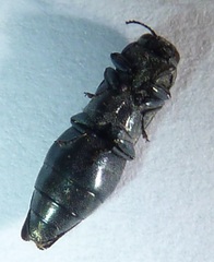 Agrilus politus